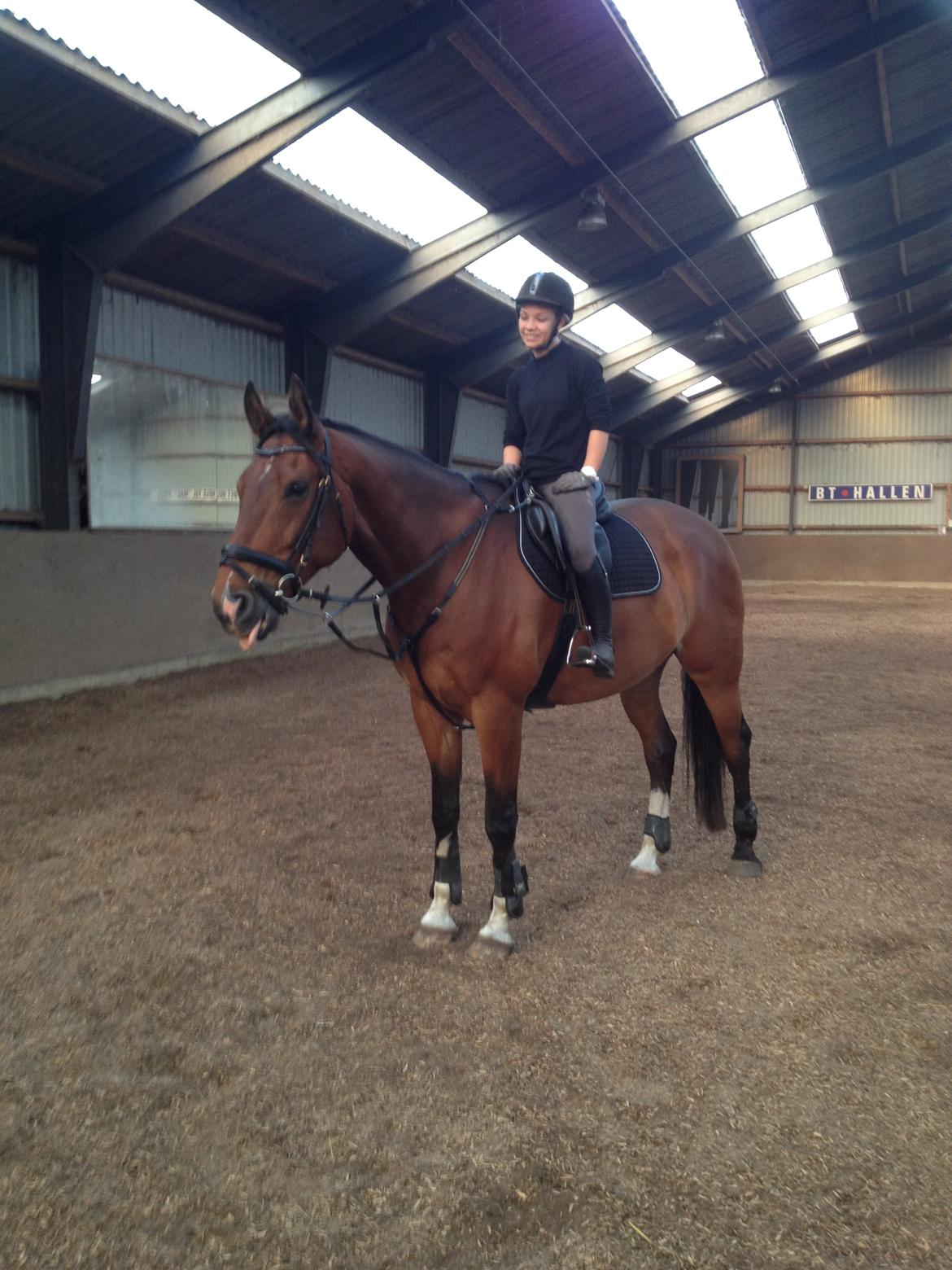 Dansk Varmblod Stejlbjerggaards Cyrillis billede 2