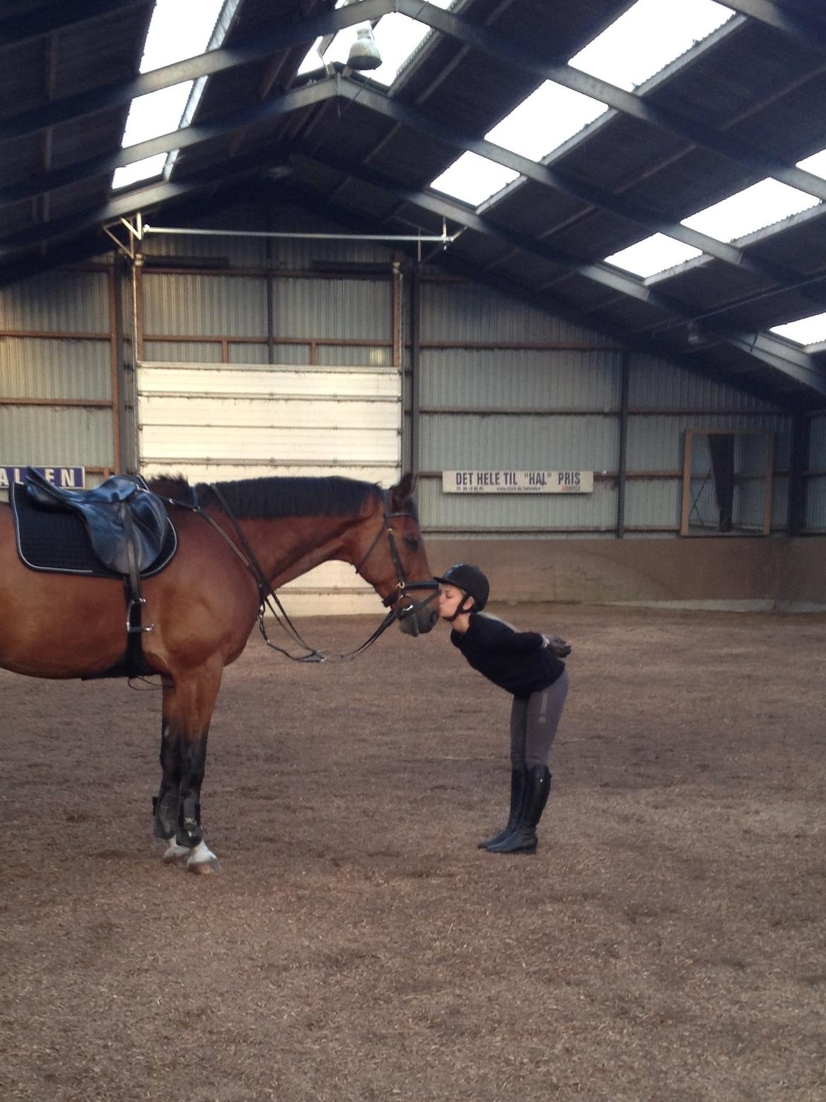 Dansk Varmblod Stejlbjerggaards Cyrillis billede 18