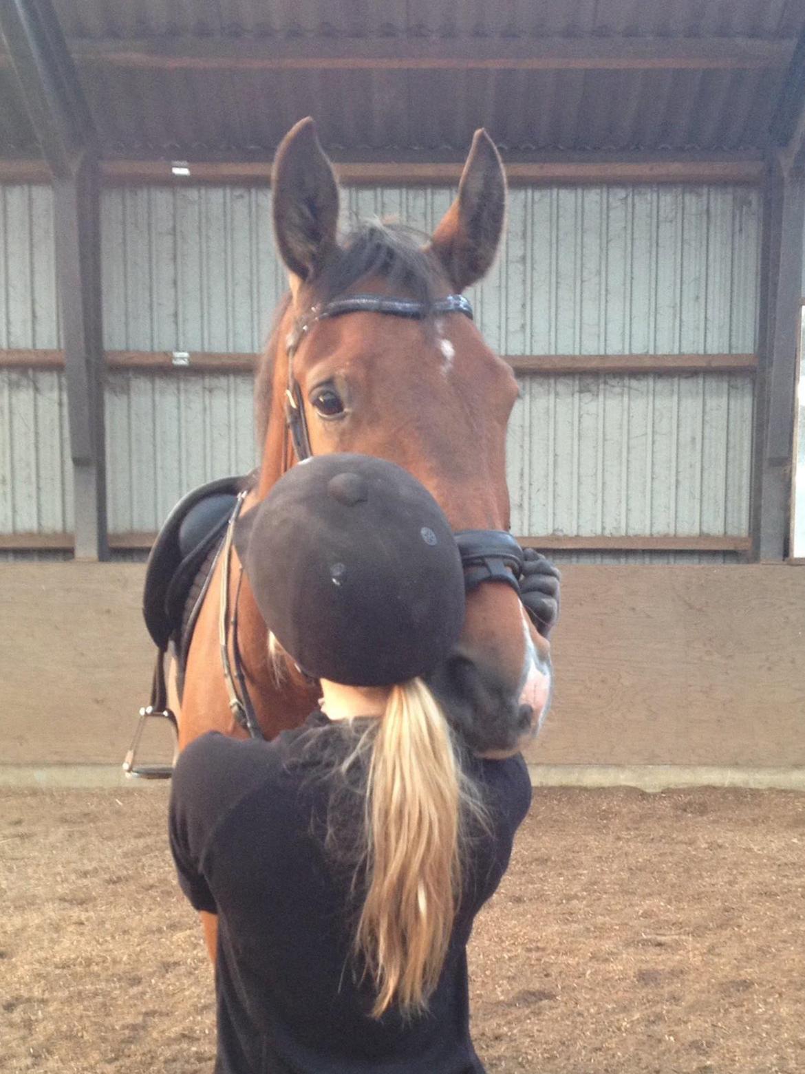 Dansk Varmblod Stejlbjerggaards Cyrillis billede 1