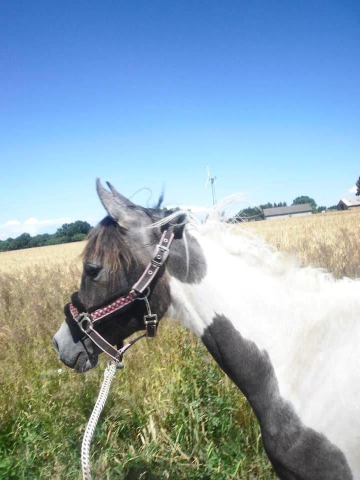 Pinto Araber JH Allonzy *Solgt* R.I.P. 18-01-2017 billede 4