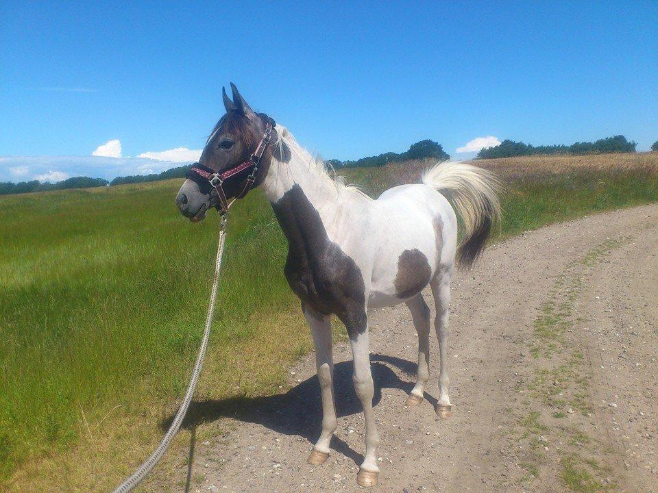 Pinto Araber JH Allonzy *Solgt* R.I.P. 18-01-2017 billede 3