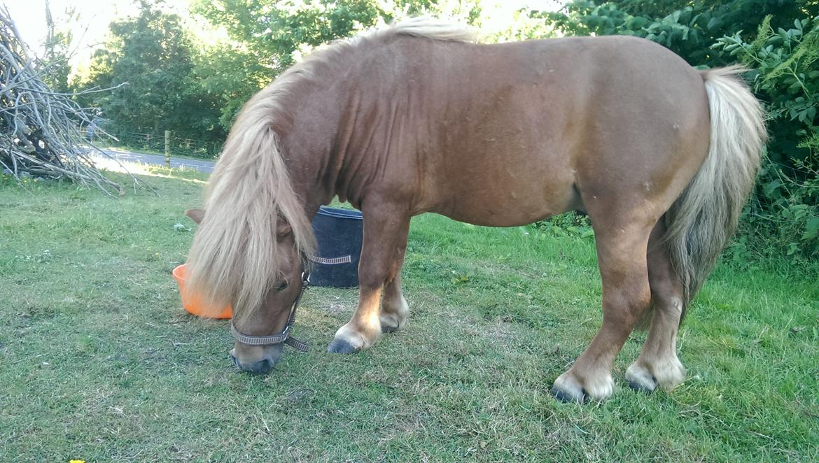 Miniature Terkel billede 8