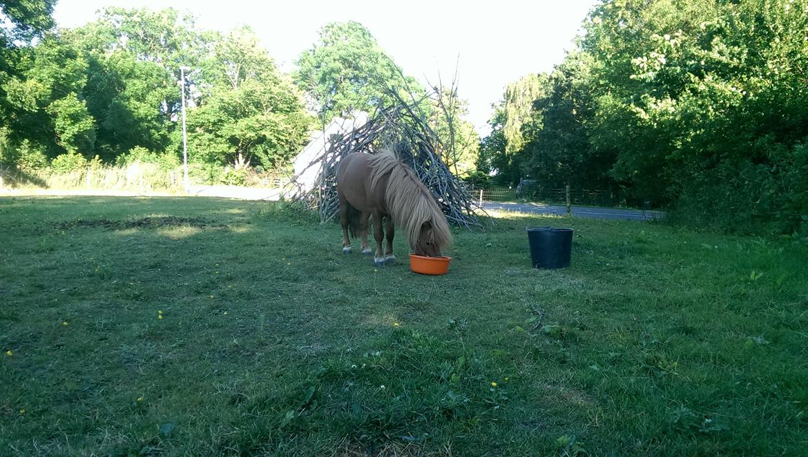 Miniature Terkel billede 6