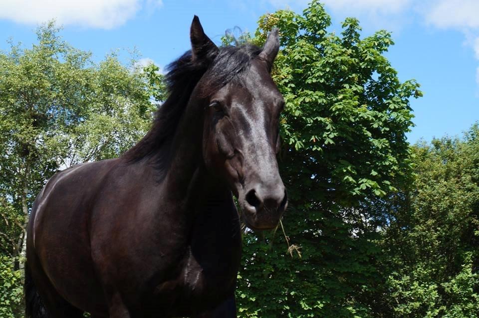 Pinto Mindes Sheriff #Bedste ven# billede 9