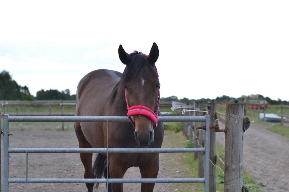 Traver Thedanishwaytorock billede 3