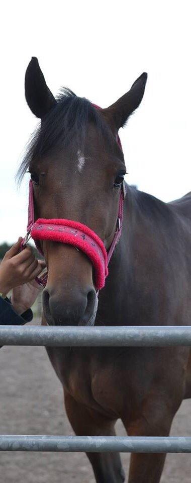 Traver Thedanishwaytorock billede 4