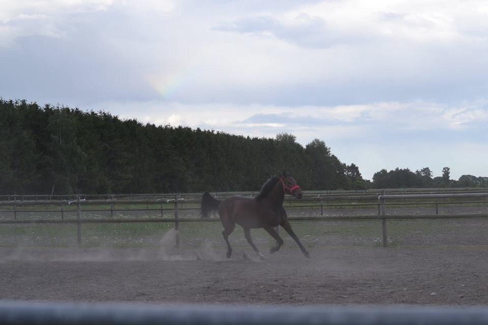 Traver Thedanishwaytorock billede 5