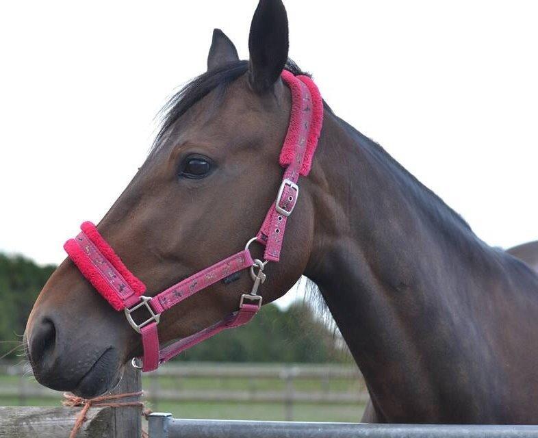 Traver Thedanishwaytorock billede 8