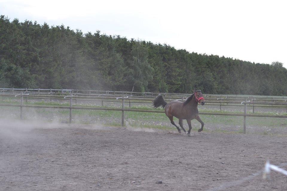 Traver Thedanishwaytorock billede 7