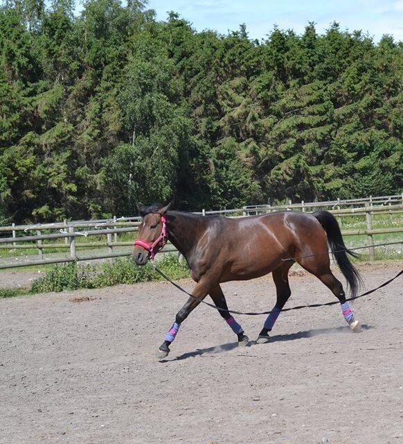 Traver Thedanishwaytorock billede 10