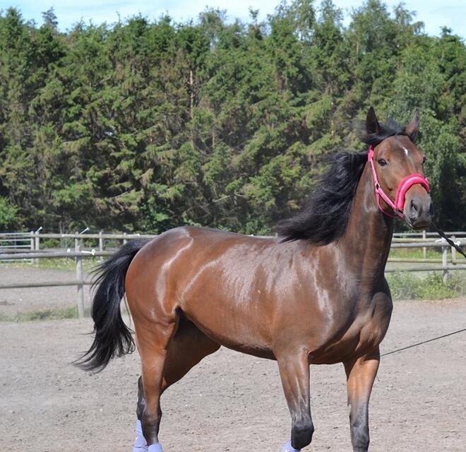 Traver Thedanishwaytorock billede 9