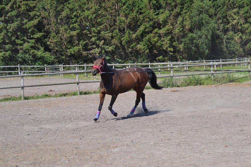 Traver Thedanishwaytorock billede 11