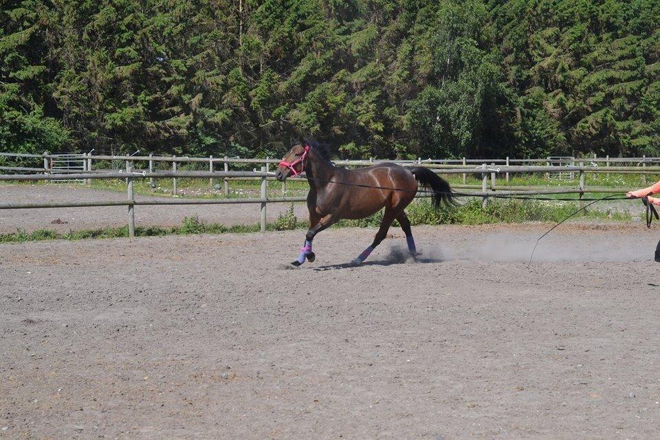 Traver Thedanishwaytorock billede 12