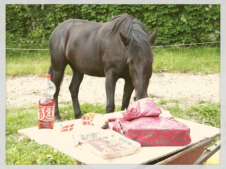 Pinto Mindes Sheriff #Bedste ven# - Basses fødselsdag den 13-06-14<3 billede 12