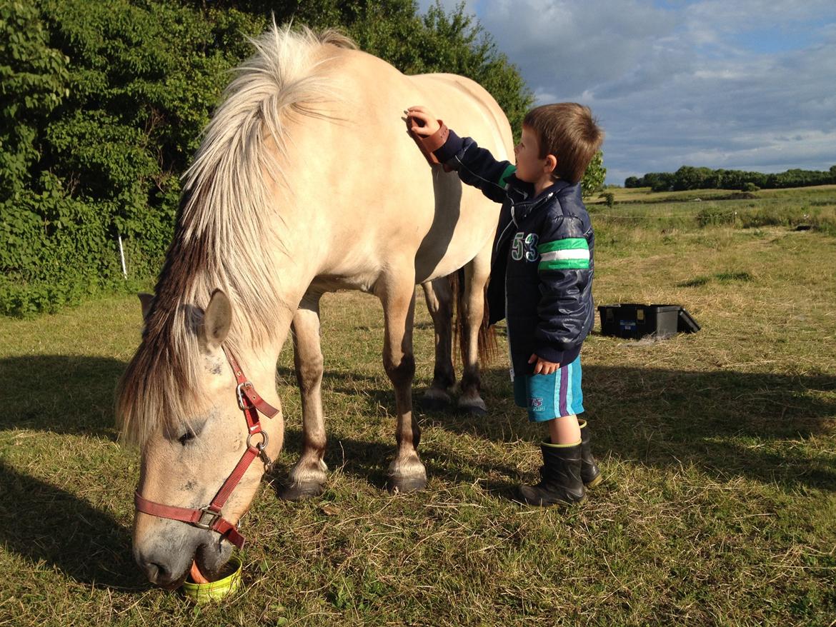 Fjordhest Luna - Jakob strigler Luna, mens hun prutter :-) billede 7