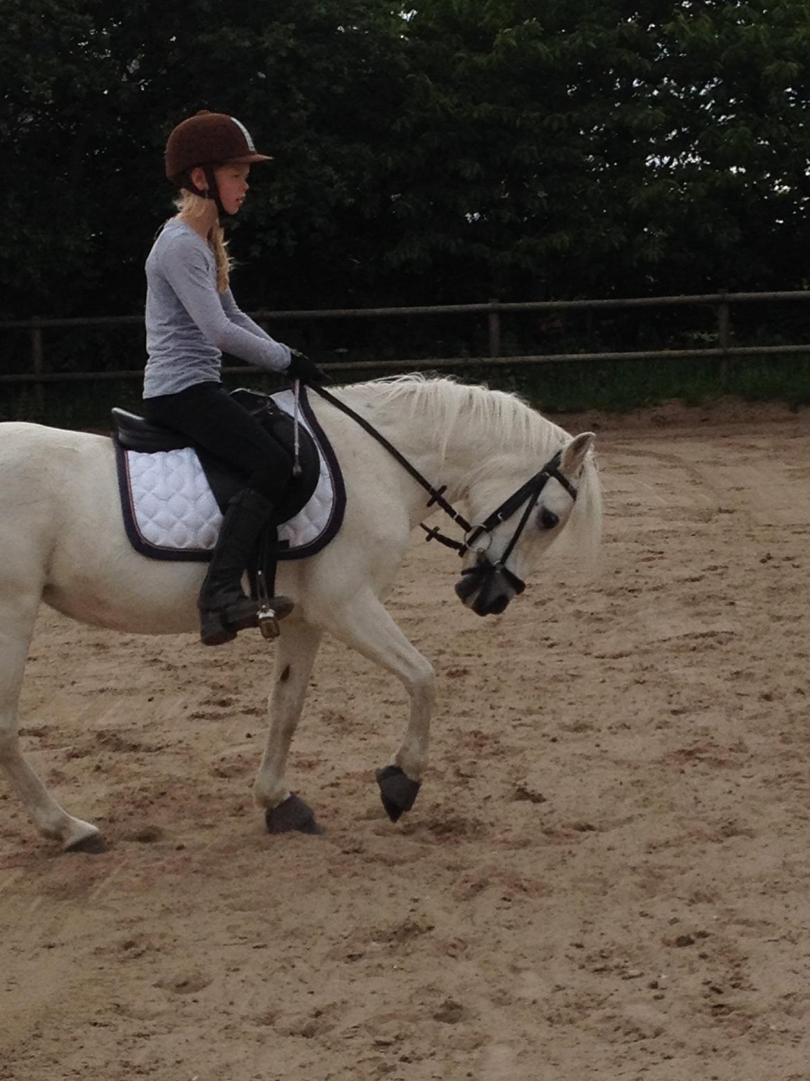 Welsh Mountain (sec A) Crowns Happy Moon - Dressur;-P billede 17