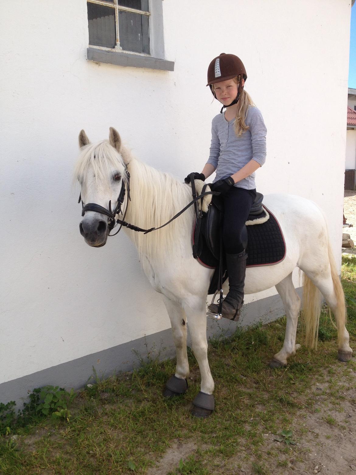 Welsh Mountain (sec A) Crowns Happy Moon - Rideklar! billede 18