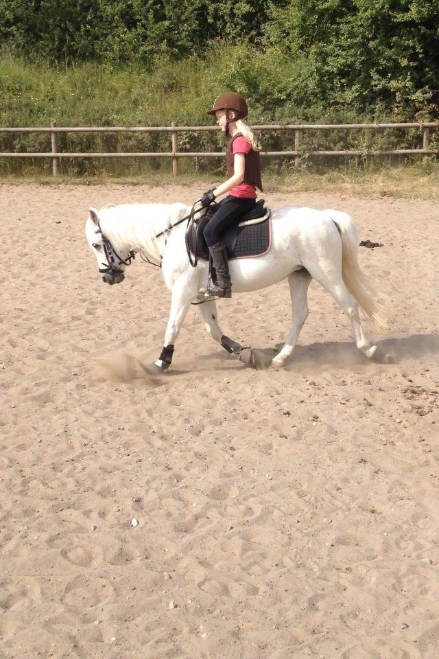 Welsh Mountain (sec A) Crowns Happy Moon billede 19