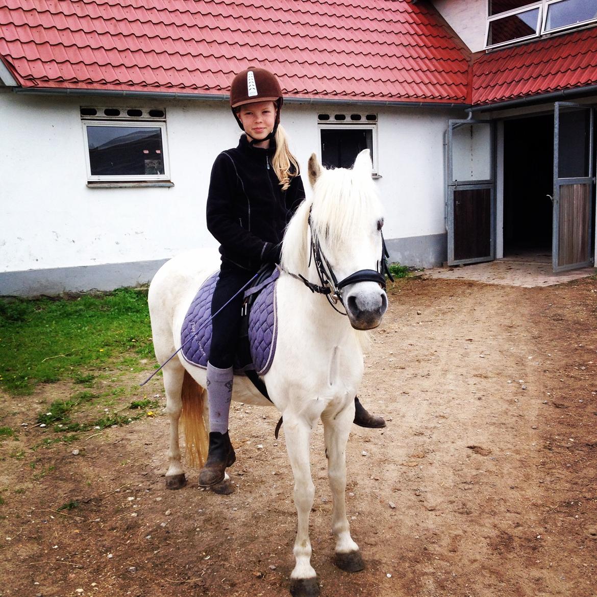 Welsh Mountain (sec A) Crowns Happy Moon billede 20