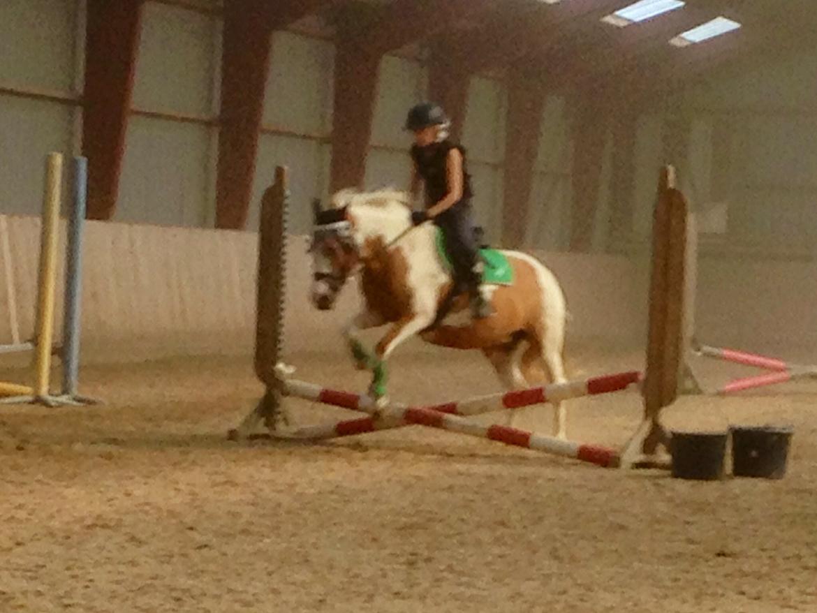 Anden særlig race Mille billede 14