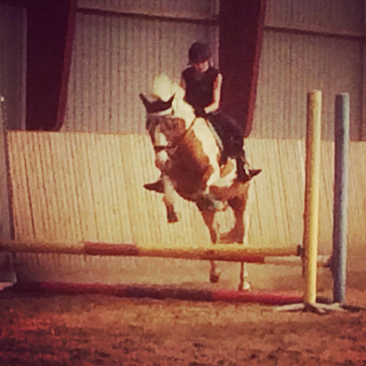 Anden særlig race Mille billede 15