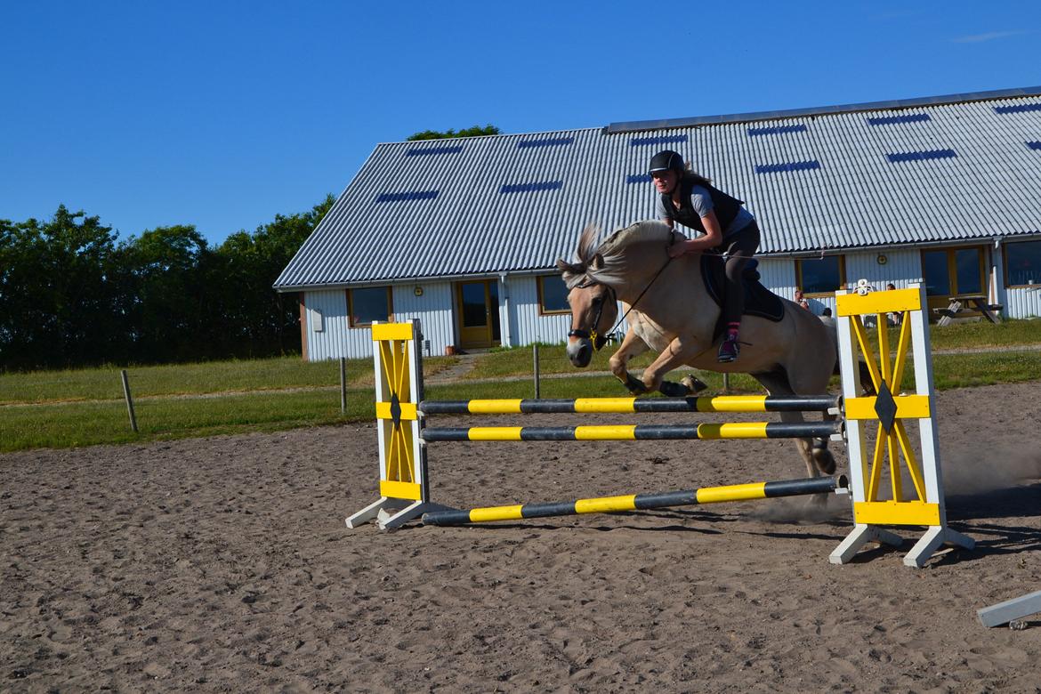 Fjordhest Tilde - Fantastiske pony prut! :D Kommer mig over min spring skræk! 95cm. 25-6-2014 billede 17