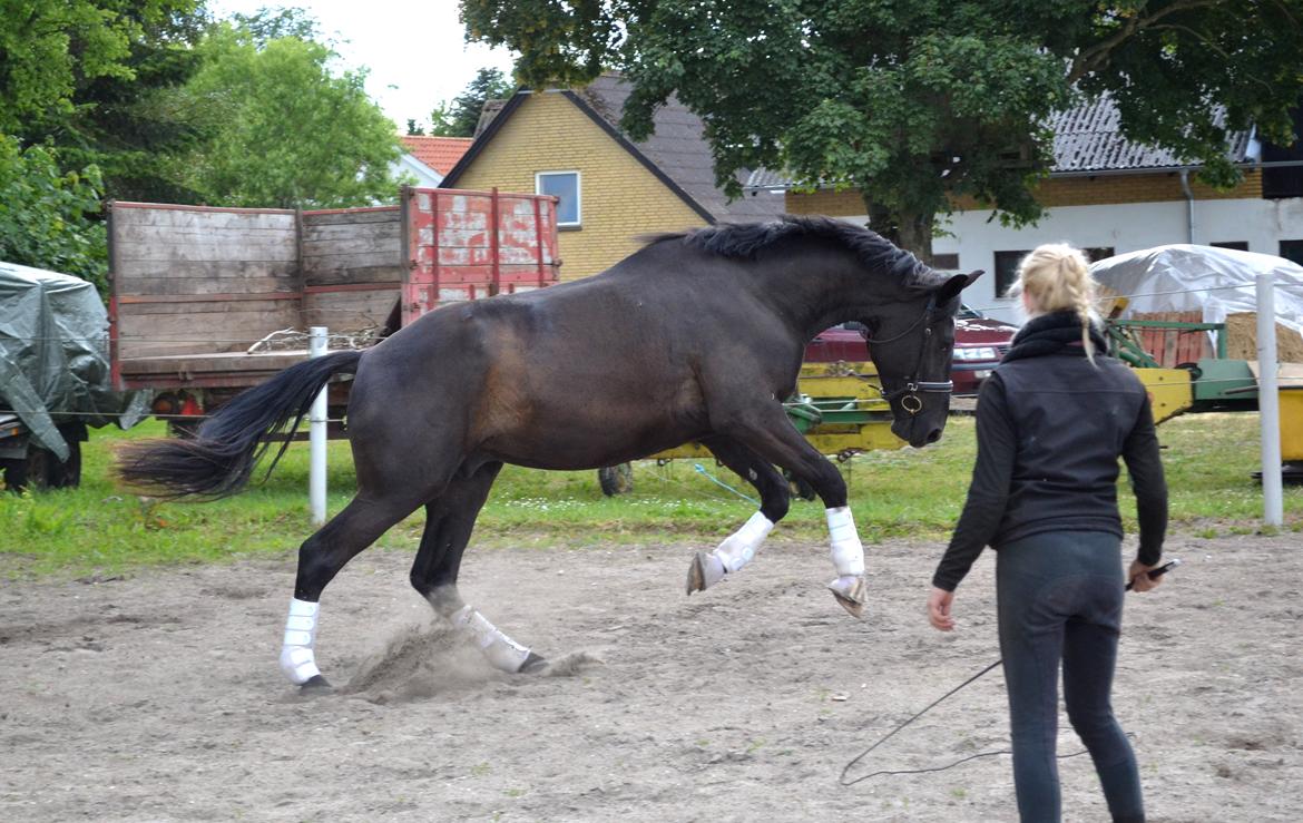 Anden særlig race Don Felix *Flexen* - Lille vild basse d. 25 juni 2014 billede 15