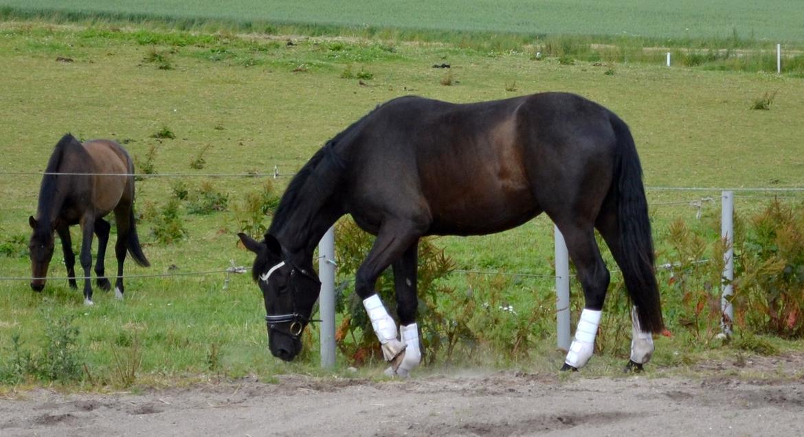 Anden særlig race Don Felix *Flexen* - Don Felix d. 25 juni 2014 billede 14