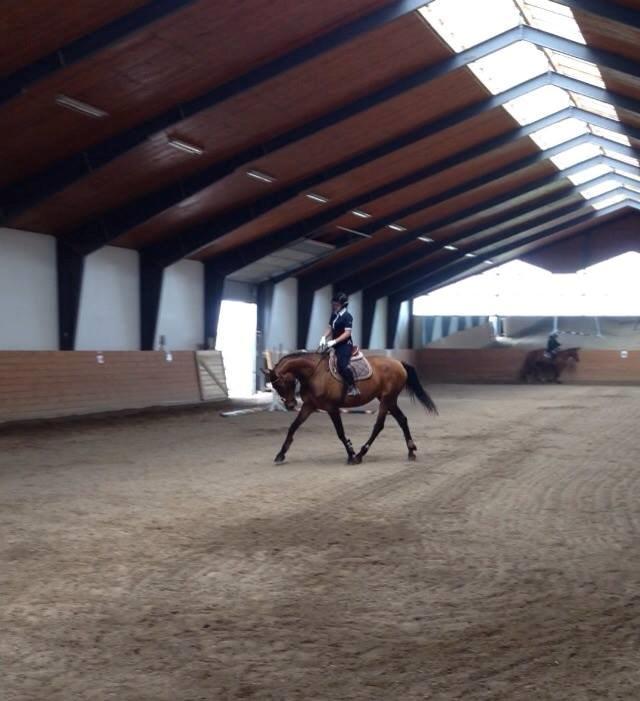 Anden særlig race Lundehøj`s Sasja billede 1