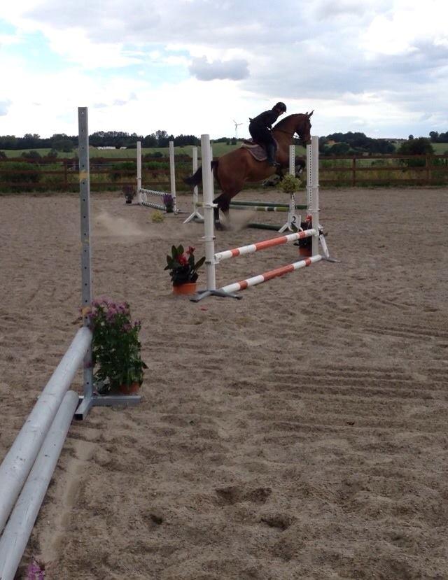 Anden særlig race Lundehøj`s Sasja billede 2