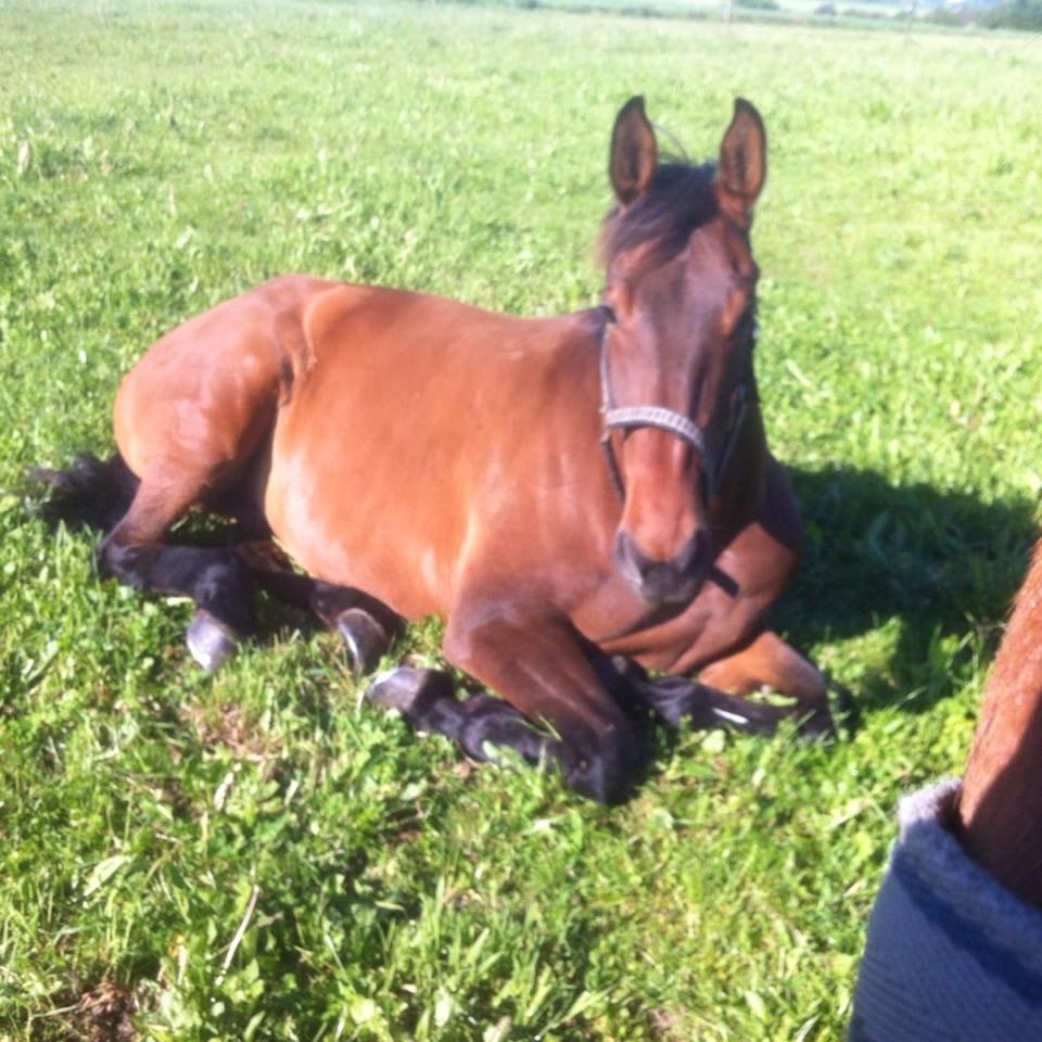 Anden særlig race Lundehøj`s Sasja billede 3