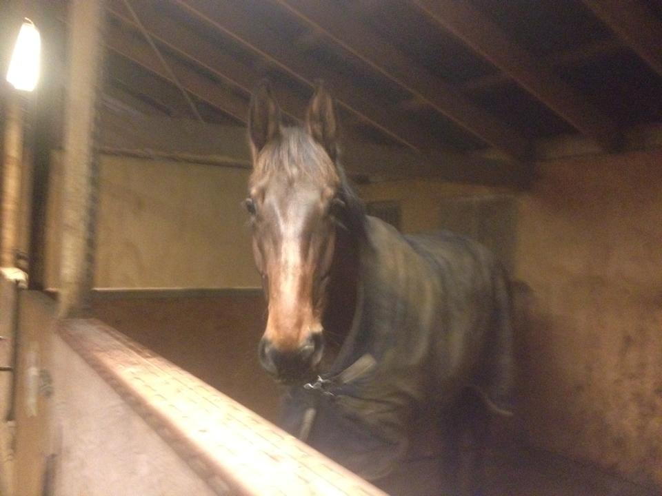 Anden særlig race Lundehøj`s Sasja billede 4