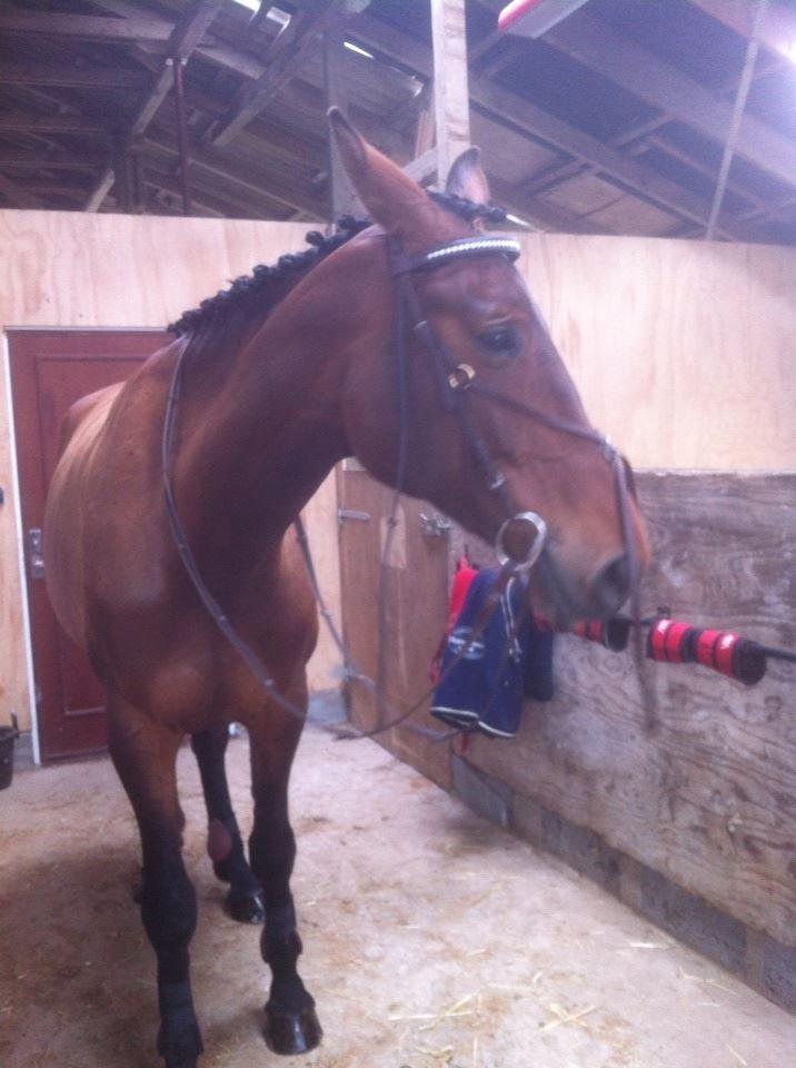 Anden særlig race Lundehøj`s Sasja billede 7