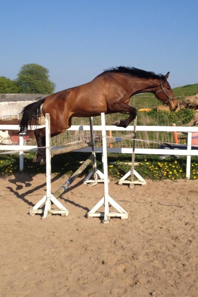 Anden særlig race Lundehøj`s Sasja billede 8