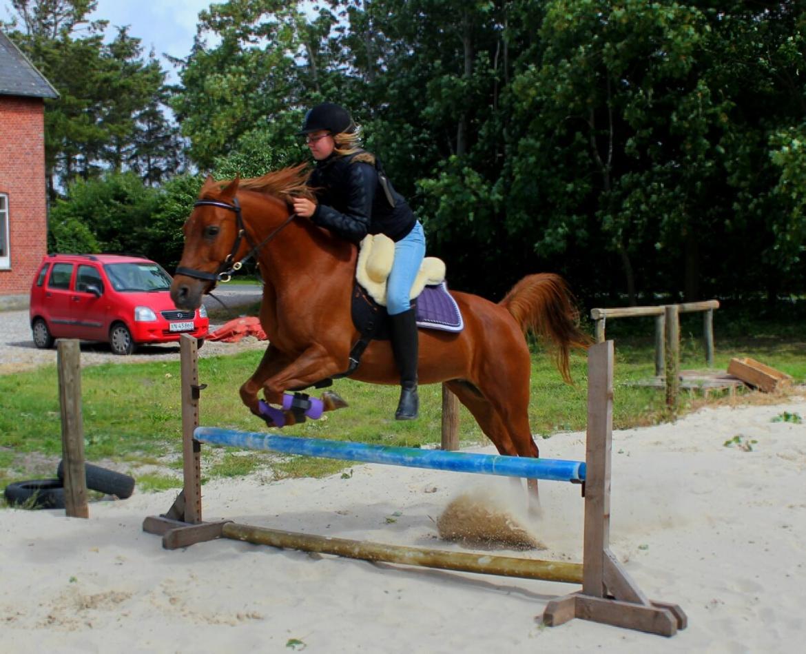 Arabisk fuldblod (OX) Lisan - 70 cm :D Elsker den pony <3 billede 42