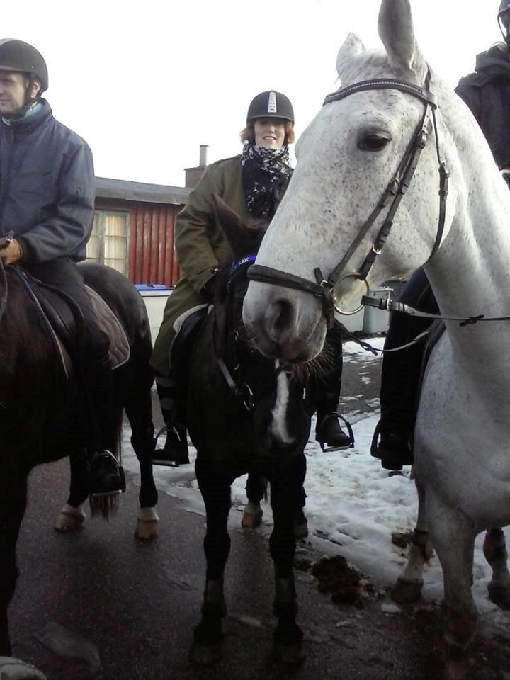 Tjekkisk Varmblod  Wavo carta billede 2