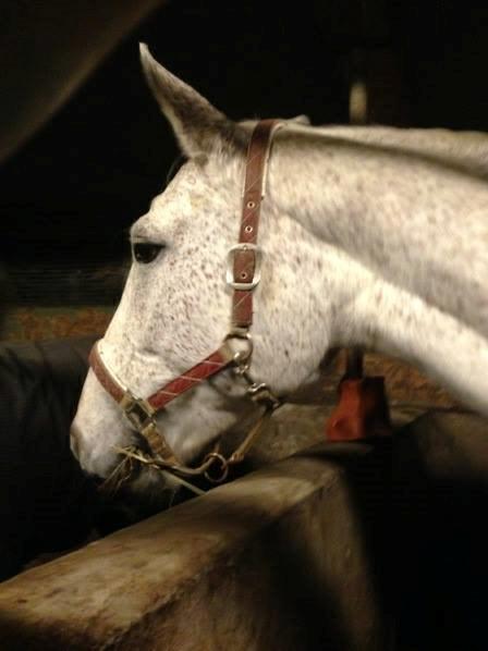 Tjekkisk Varmblod  Wavo carta billede 3