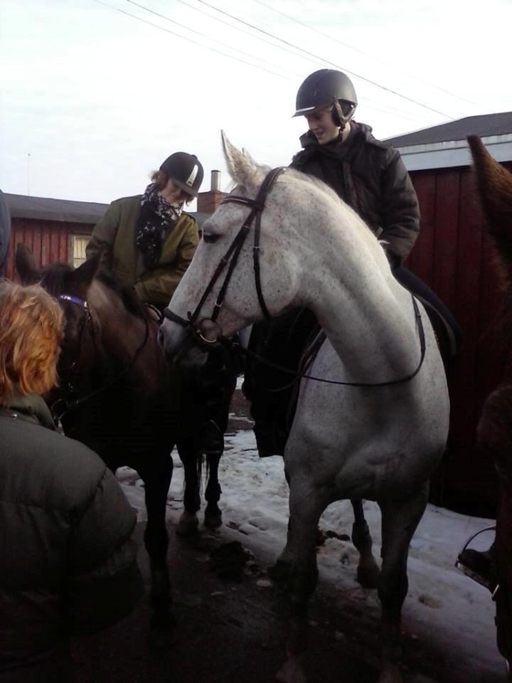 Tjekkisk Varmblod  Wavo carta billede 4