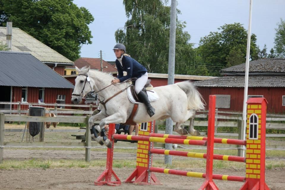 Tjekkisk Varmblod  Wavo carta billede 6