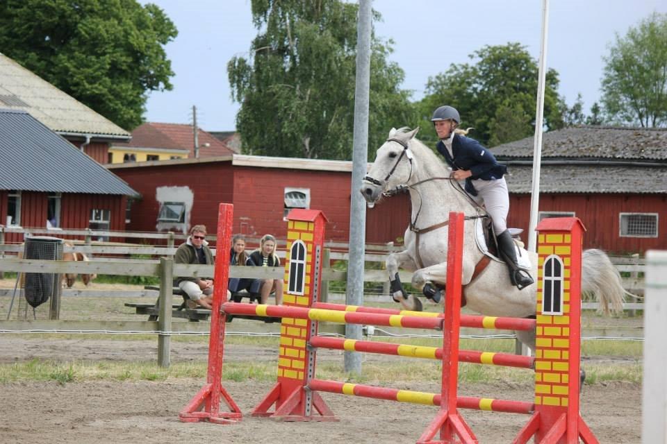 Tjekkisk Varmblod  Wavo carta billede 9