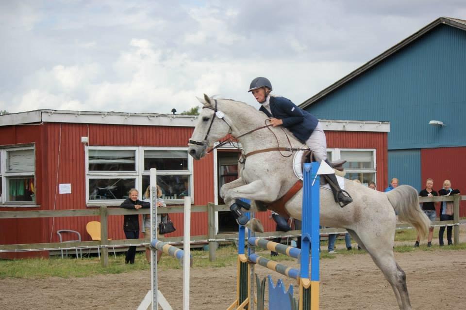 Tjekkisk Varmblod  Wavo carta billede 10