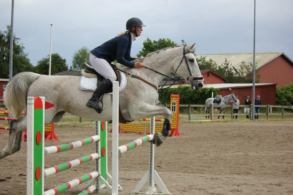 Tjekkisk Varmblod  Wavo carta billede 1