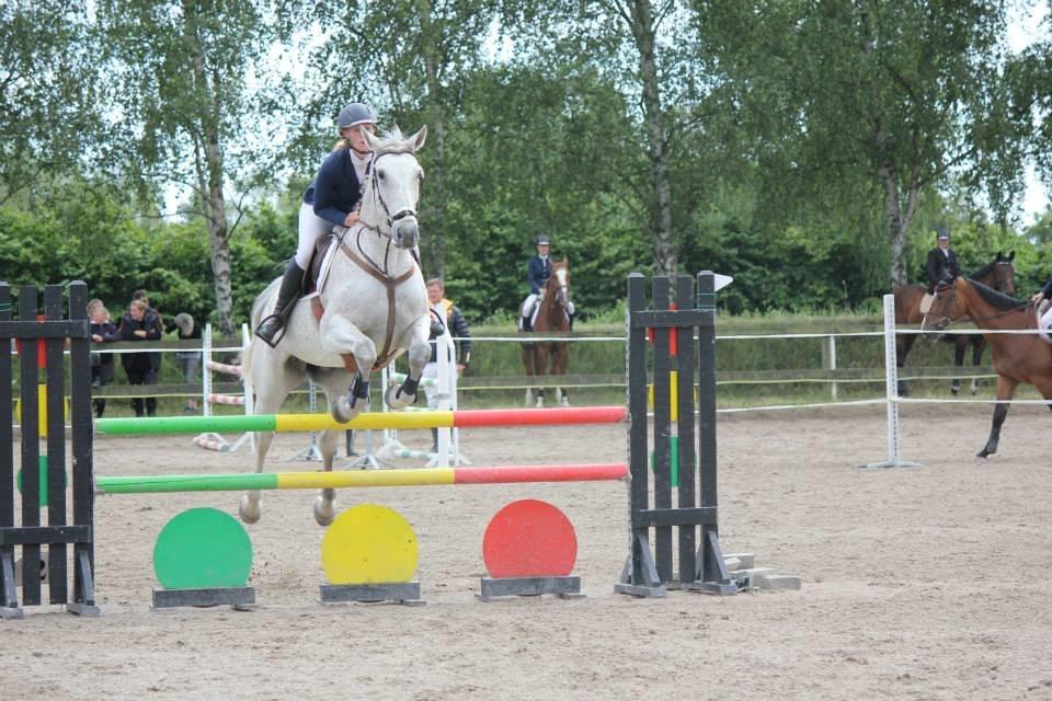 Tjekkisk Varmblod  Wavo carta billede 11