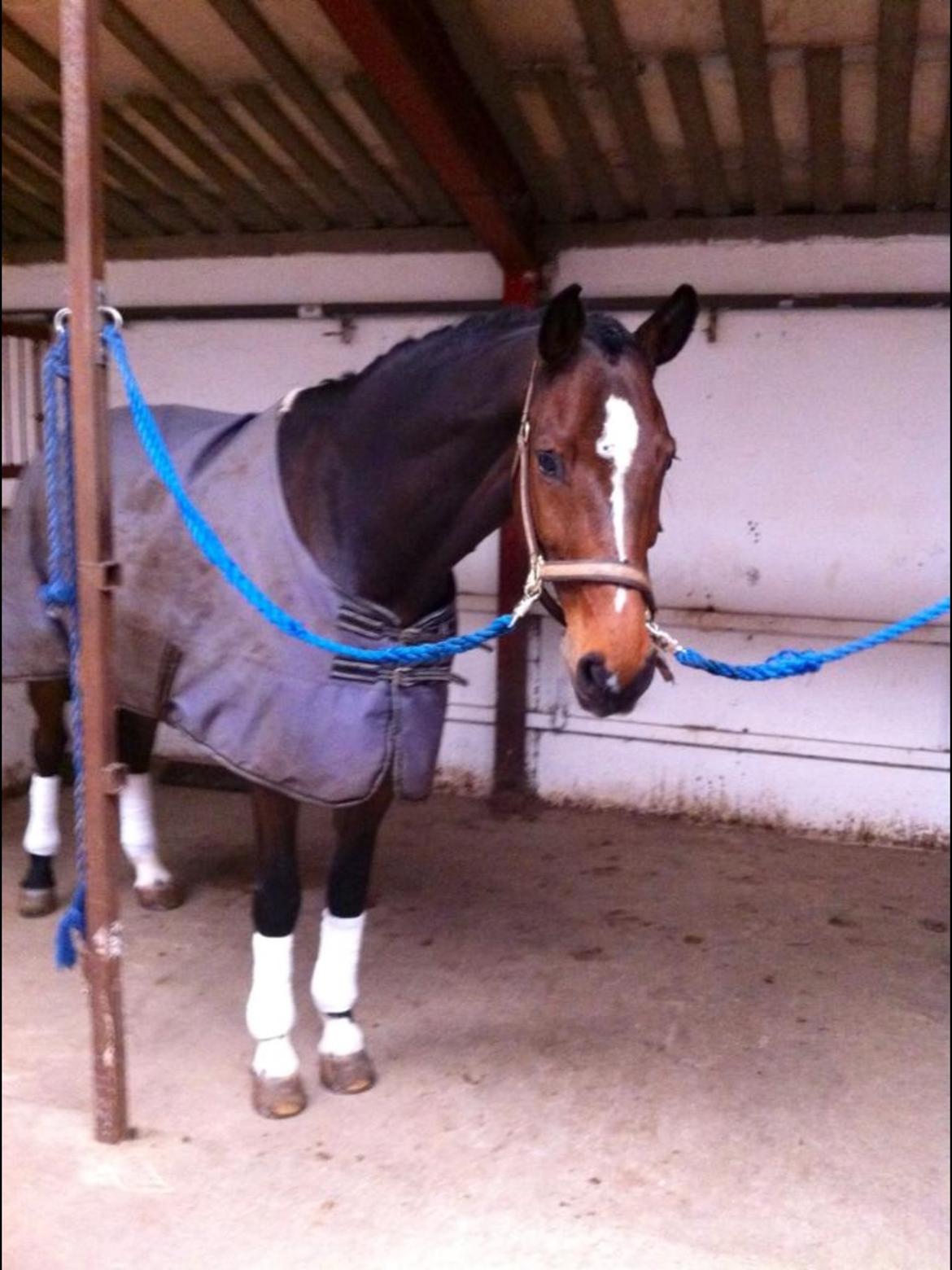 Dansk Varmblod Lindergårdens Loke billede 6