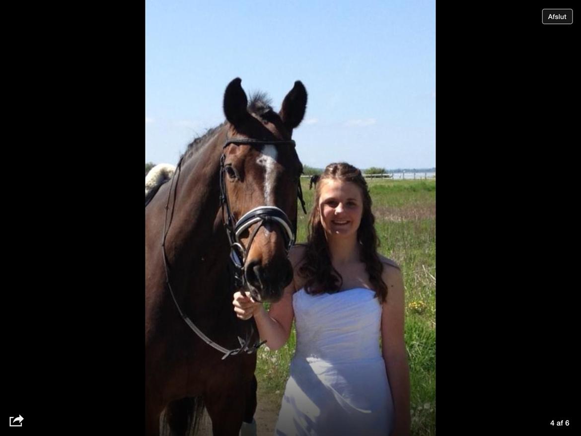 Dansk Varmblod Lindergårdens Loke billede 7