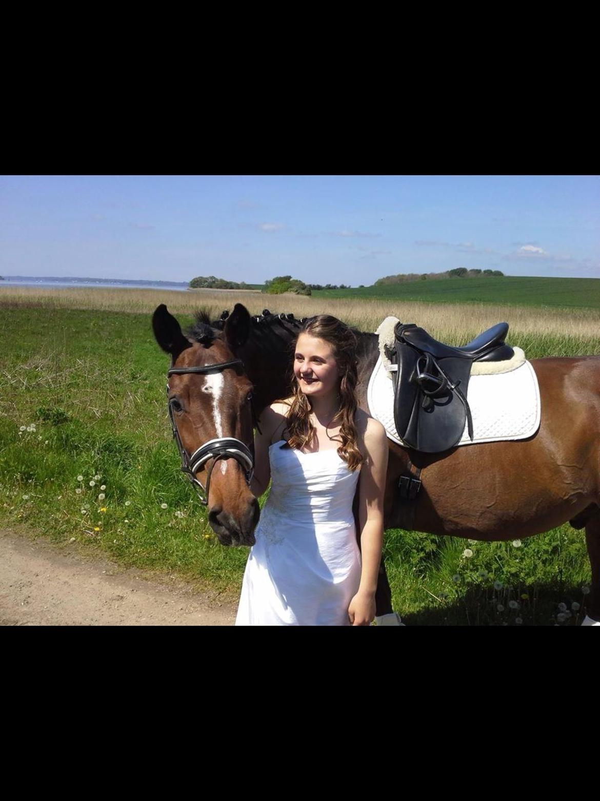 Dansk Varmblod Lindergårdens Loke billede 9