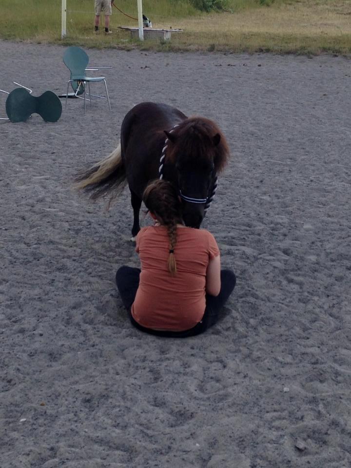 Shetlænder Miss Molly Malone *Mols* - Mig og Mols sidder og hygger <3  billede 10