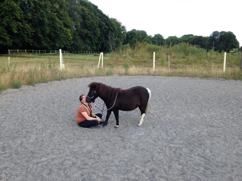 Shetlænder Miss Molly Malone *Mols* billede 11