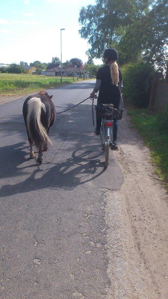 Shetlænder Miss Molly Malone *Mols* - Mols på cykeltur sammen med min veninde Camille <3 billede 12