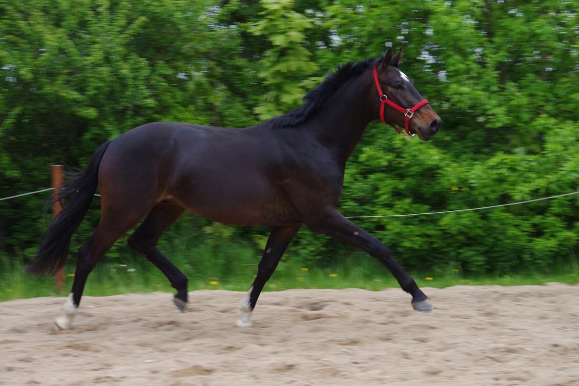 Dansk Varmblod Baunehøjens Fürst Flügger billede 8